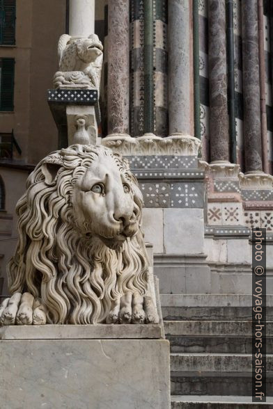 Lion gauche de la Cathédrale San Lorenzo de Gênes. Photo © Alex Medwedeff